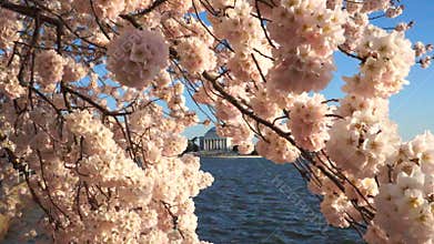 Cherry Blossoms on a Windy Spring Day