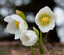 Schneerose