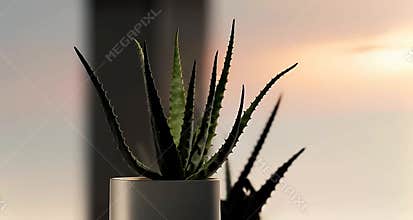Serenity in Every Leaf: Close-Up Aloe Vera in Warm Light
