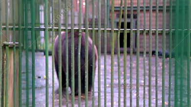 Big bear in a cage Bielaviezskaja Pusca National Park Belarus