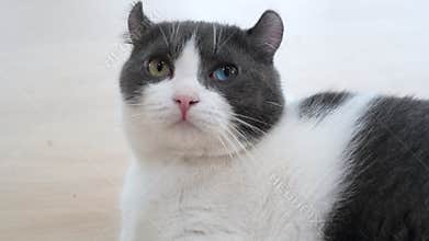 cat , 4K close up video of a black and white cat with heterochromia, featuring one blue eye and one yellow eye. Adorable feline wi