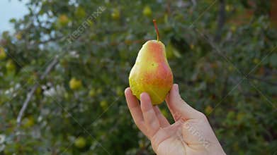 The farmer holds a ripe pear in his hand, which is covered with blush. The pear tree is depicted against the background of his