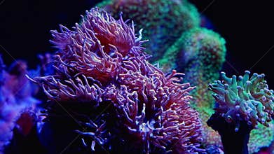 duncan coral polyp colony, fluorescent animal tentacle in circular water flow, hardy pet for beginner