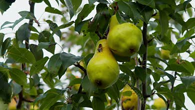 When watering a pear tree, a bee that was sitting on the pear was knocked off by a jet of water.