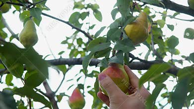 hand selecting a fully ripened pear from a tree in a garden during the summer.
