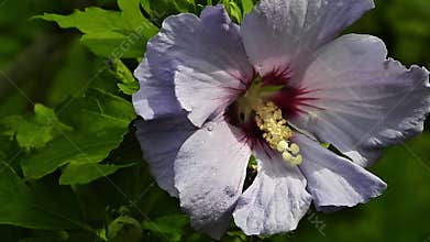 Beautiful Hibiscus Syriacus flower, also known as Rose