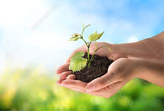 Agriculture concept , little plant in hand