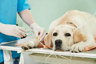 Ladrador dog under vaccination in clinic