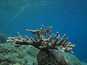 Acropora branching