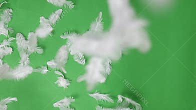White Feathers Scattered on a Vivid Green Background