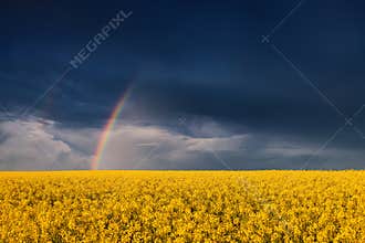 Vivid Rainbow Over Vibrant Yellow Rapeseed Field Against Stormy Sky