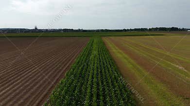 Aerial transition from lush cornfield to expansive farmlands under cloudy skies