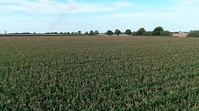 Aerial view of expansive green cornfield under clear blue sky