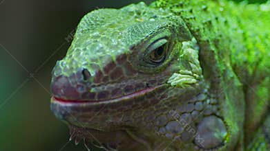 Green iguana, large arboreal herbivorous lizard species. Iguana on the tree branch. Closeup