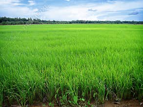 Rice Paddy