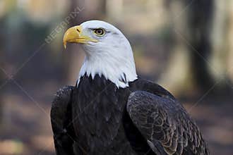 Bald Eagle Head Shot