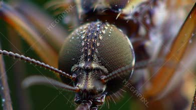 Mesmerizing Macro: Extreme Close-up of Insect\'s Intricate Compound Eye and Antennae, Revealing Microscopic Details in Nature