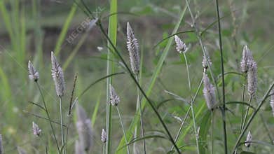 A black butterfly flying to land on flower near river.