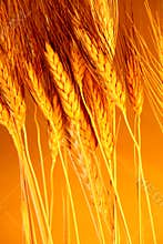 Sun touched grain