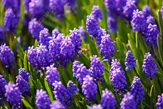 Bee on muscari flowers
