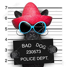 Wanted dog