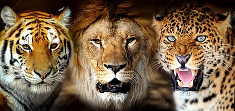 Tiger, lion, leopard