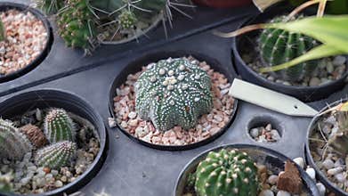 4K close up video of Astrophytum asterias cactus in a small pot.