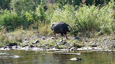 footage of a Thai water buffalo grazing fresh green grass by the riverside in a rural countryside setting.