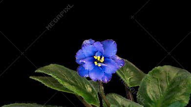 Purple flowers of Saintpaulia, commonly known as African violets. Parma violet blooms on a black background. time interval