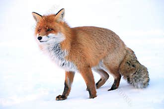 Wild fox