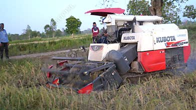 kubota , Kubota Combine Harvester Working in Rice Field Agriculture 4K , 23 Aug 2025 , Buriram Thailand.