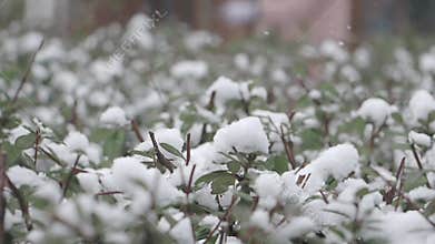 Snowfall blankets green shrubs in serene winter landscape