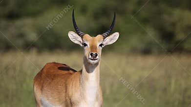 Red lechwe antelope