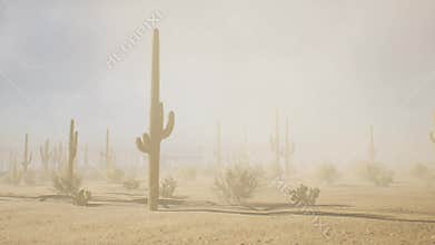 Desert with cacti in dusty wind.