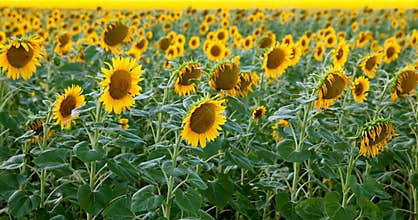 The bloom field of sunflowers