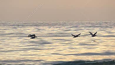 Pelican Birds Flying Over the Ocean in Slow Motion