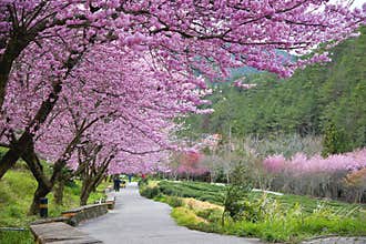 Beautiful Wuling Farm Taiwan