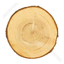 Tree trunk cross section. CLIPPING PATH