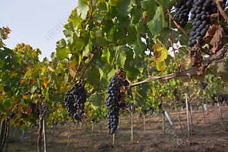 Merlot grapes in vineyard