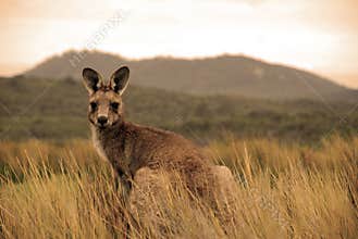 Wild kangaroo in outback