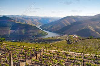Port wine vineyards landscape