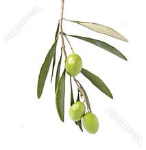 Olive on branch