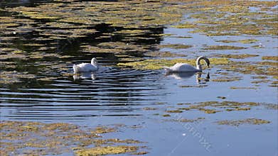 Mute swan (Cygnus olor