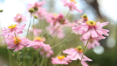 Japanese anemones in a breeze
