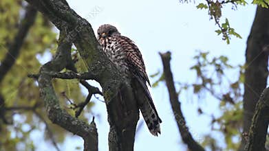 Magificent bird of prey