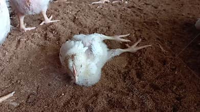 A paralysis broiler chicken straggling in poultry farm