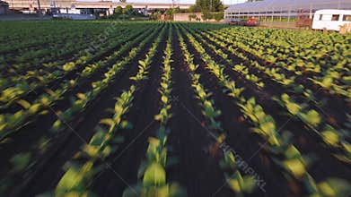 Aerial view of fields with lush tobacco plants on a farm