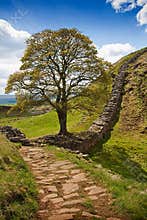 Sycamore Gap on Hadrian's Wall