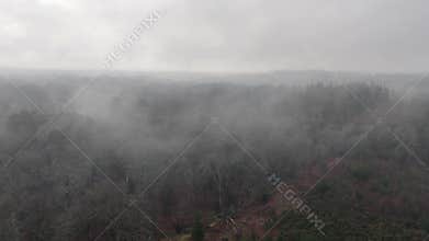 Areal shot of dense New Forest during a foggy day.