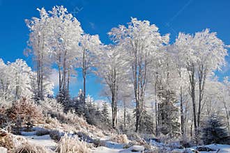 Beautiful winter landscape with trees decorated with snow and blue sky